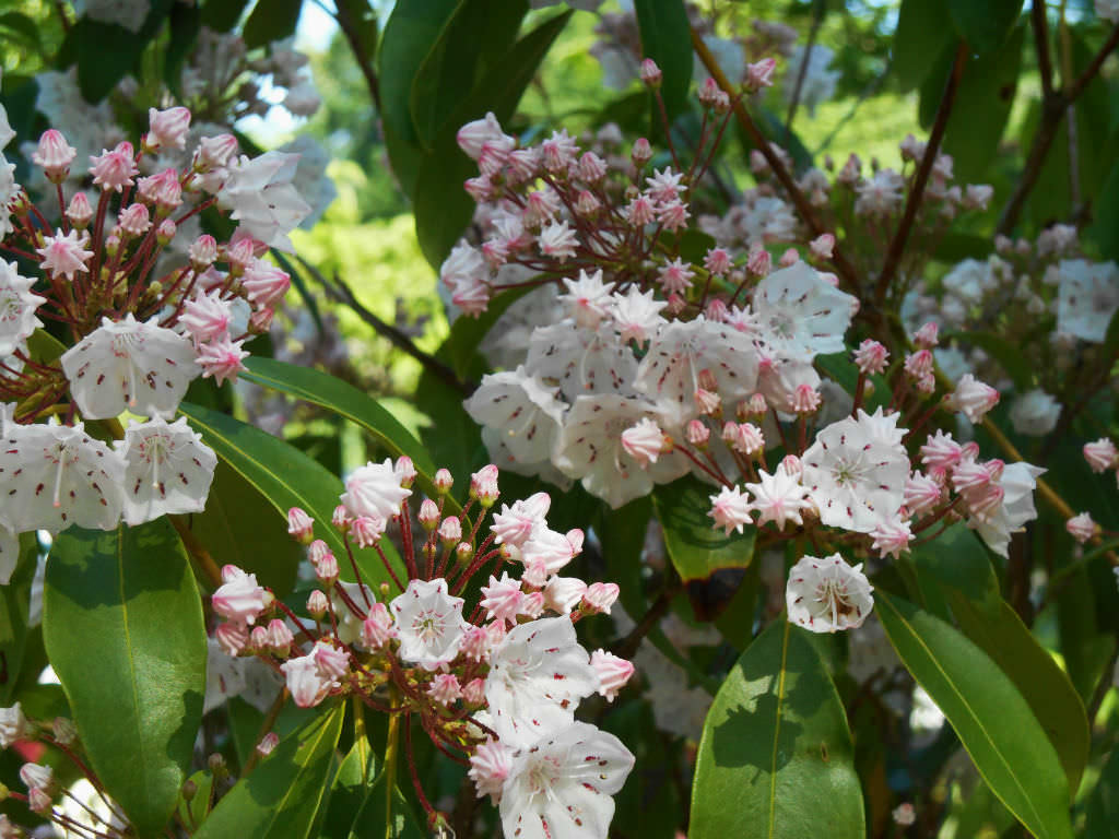 How To Grow And Care For A Mountain Laurel Kalmia Latifolia World 