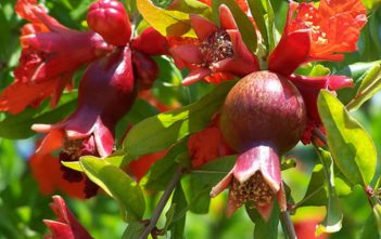 How to Grow and Care for Pomegranate Pomegranate