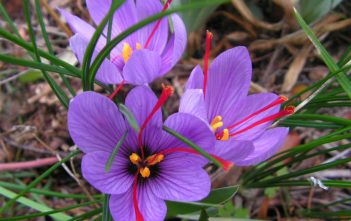 Growing and Harvesting a Saffron Crocus (Crocus sativus) Saffron Crocus