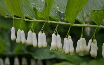 How to Grow and Care for a Solomon’s Seal Solomon's Seal
