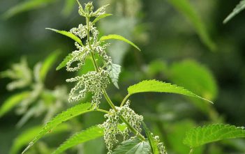 How to Grow and Care for a Stinging Nettle (Urtica dioica) Urtica dioica - Stinging Nettle
