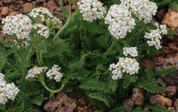 How to Grow and Care for a Yarrow (Achillea millefolium) Yarrow