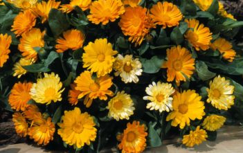 How to Grow and Care for Calendula Calendula