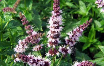 How to Grow and Care for Mint Plants Mint Plant