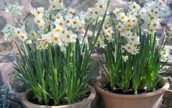 How to Grow and Care for Narcissus Narcissus 'Geranium'