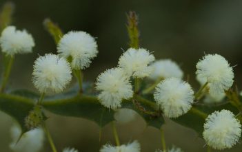 Acacia alata – Winged Wattle Acacia alata - Winged Wattle