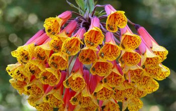 How to Grow and Care for Bomarea Bomarea