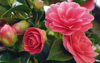 How to Grow and Care for Camellia Camellia