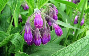 How to Grow and Care for Comfrey Symphytum officinale - Comfrey