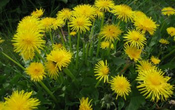 How to Grow and Care for Dandelion Taraxacum officinale - Common Dandelion