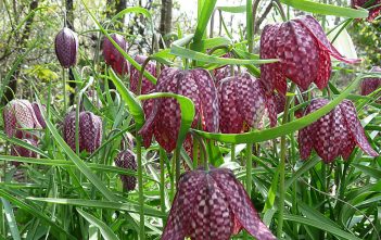 Fritillaria meleagris – Snake’s Head Fritillaria meleagris - Snake's Head