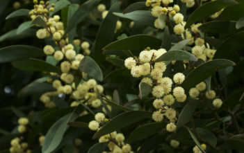 Acacia melanoxylon – Australian Blackwood Acacia melanoxylon - Australian Blackwood