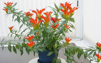 Aeschynanthus speciosus – Basket Plant Aeschynanthus speciosus - Basket Plant