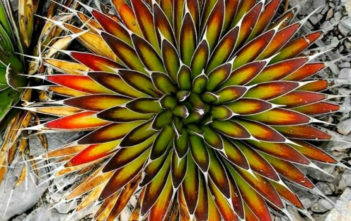 Agave pelona – Mescal Pelon Agave pelona - Mescal Pelon