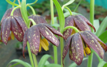 Fritillaria affinis – Checker Lily, Chocolate Lily