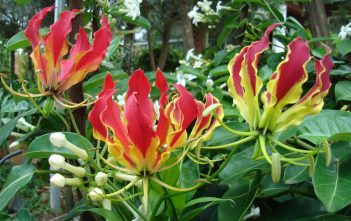 Gloriosa superba – Flame Lily Gloriosa superba - Flame Lily