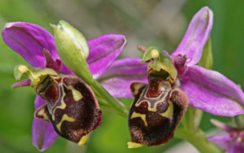 Ophrys apifera – Bee Orchid Ophrys apifera - Bee Orchid