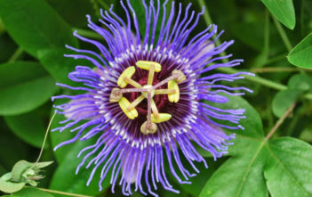 Passiflora incarnata – Purple Passion Flower Passiflora incarnata - Purple Passion Flower