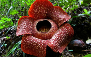 Rafflesia arnoldii – Corpse Flower Rafflesia arnoldii - Corpse Flower
