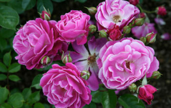 Success With Roses Roses