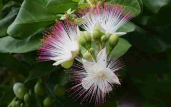How to Grow and Care for a Sea Poison Tree (Barringtonia asiatica) Sea Poison Tree (Barringtonia asiatica)