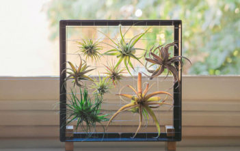 How to Grow and Care for Air Plants Air Plants