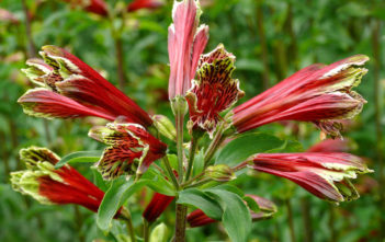 Alstroemeria pulchella – Parrot Lily Alstroemeria pulchella - Parrot Lily