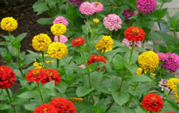 Annual Plant Annual Plant-Zinnia