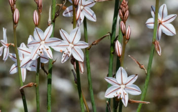 Asphodelus fistulosus – Onionweed