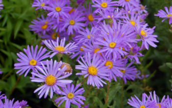 Aster amellus – Italian Aster Aster amellus - Italian Aster