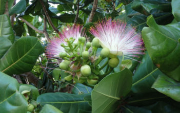 Barringtonia asiatica – Fish Poison Tree Barringtonia asiatica - Fish Poison Tree