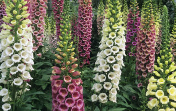 Biennial Plant Biennial Plant (Foxgloves)