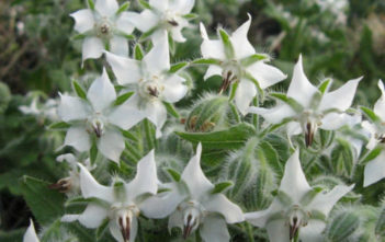 Borago officinalis ‘Alba’ – White Borage Borago officinalis 'Alba' - White Borage