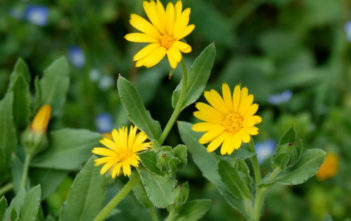 Calendula arvensis – Field Marigold Calendula arvensis - Field Marigold