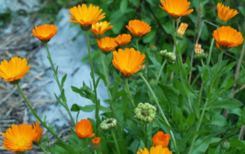 5 Things You Need to Know About Calendula Calendula officinalis