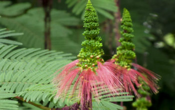 Calliandra calothyrsus – Red Calliandra Calliandra calothyrsus - Red Calliandra