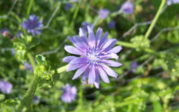 Cichorium endivia – Endive Cichorium endivia - Endive