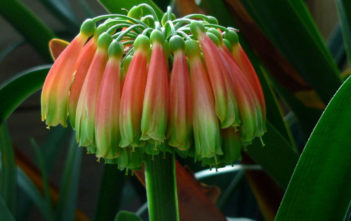 Clivia nobilis – Greentip Lily Clivia nobilis - Greentip Lily