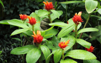 Costus curvibracteatus – Orange Tulip Ginger Costus curvibracteatus - Orange Tulip Ginger
