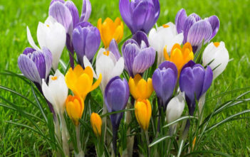 How to Grow and Care for Crocus Crocus