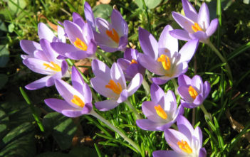 Crocus tommasinianus – Early Crocus Crocus tommasinianus - Early Crocus