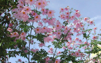 Dahlia imperialis – Bell Tree Dahlia Dahlia imperialis - Bell Tree Dahlia