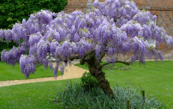 Deciduous Plant Deciduous Plant (Wisteria)