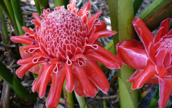 Etlingera elatior – Torch Ginger Etlingera elatior - Torch Ginger