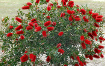 Evergreen Plant Evergreen Plant (Melaleuca citrina 'Splendens')
