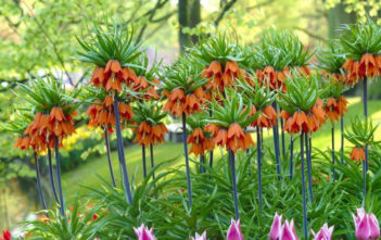 Fritillaria imperialis – Crown Imperial Fritillaria imperialis - Crown Imperial
