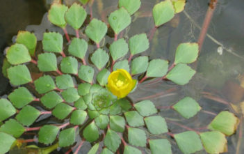 Ludwigia sedoides – Mosaic Plant Ludwigia sedoides - Mosaic Plant
