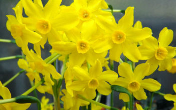 Narcissus jonquilla – Jonquil Narcissus jonquilla - Jonquil