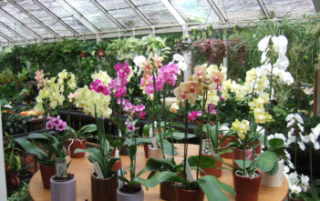 3 Ways to Get Orchids to Bloom Orchids Bloom