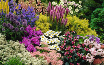 Perennial Plant Perennial Plant